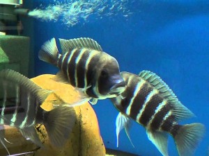 Фронтоз акваріумна рибка