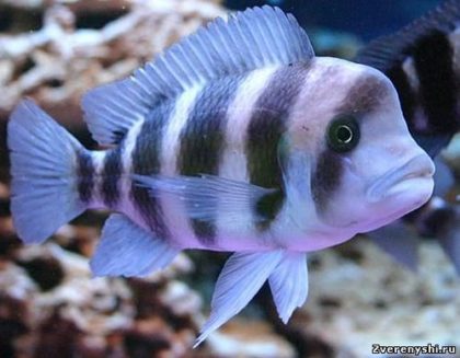 Frontos conținutul de îngrijire de îngrijire Descriere descriere de reproducere, pește de acvariu
