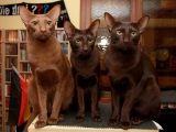 Гавана фото кішки, опис породи, ціна, відео