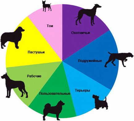 Genetica semnelor principale la diferite rase de câini