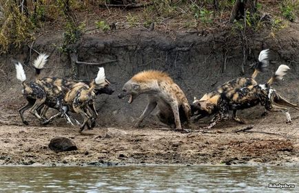 Hyena vs câini în formă de hienă
