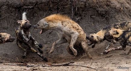 Hyena vs câini în formă de hienă