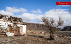 Hyena vs câini în formă de hienă