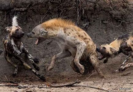 Hyena vs câini în formă de hienă