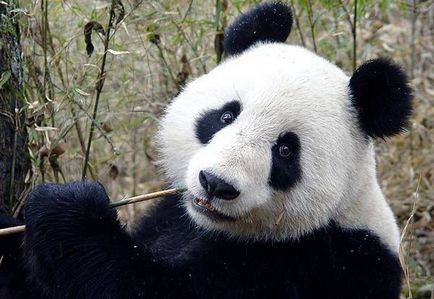 гігантська панда