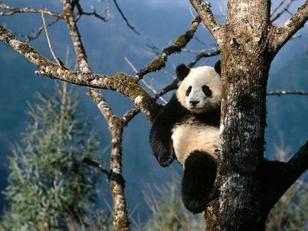 Panda gigant