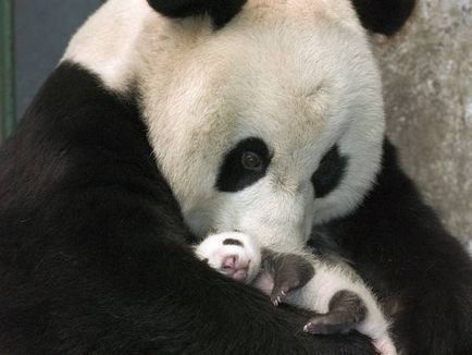 Óriás panda (panda) óriáspanda
