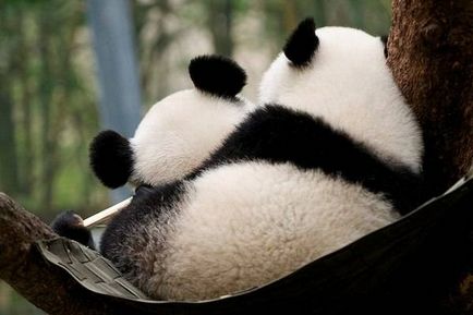 Panda gigant