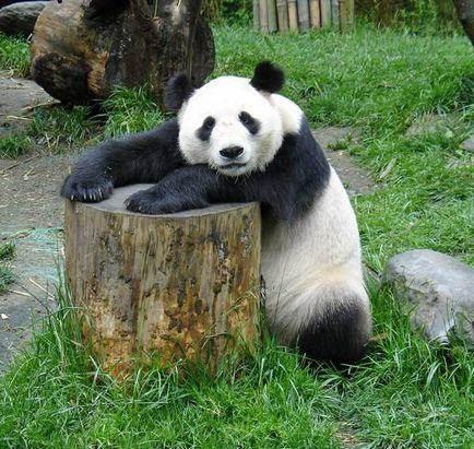 Panda gigant