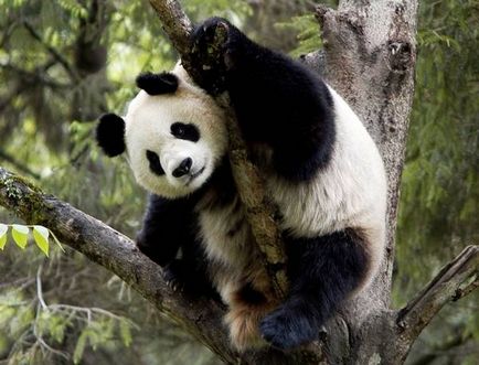 Óriás panda (panda) óriáspanda