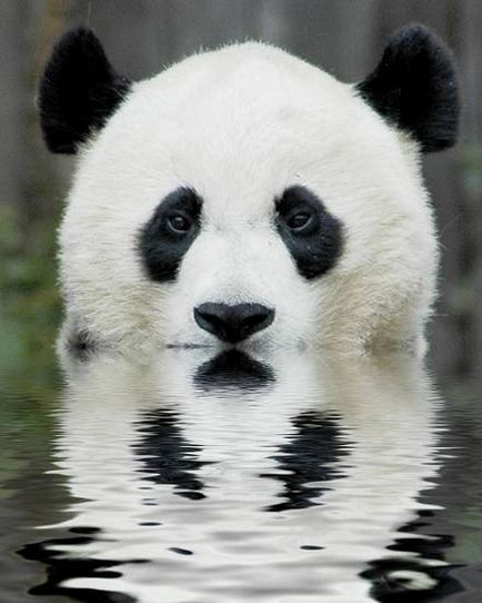 Óriás panda (panda) óriáspanda