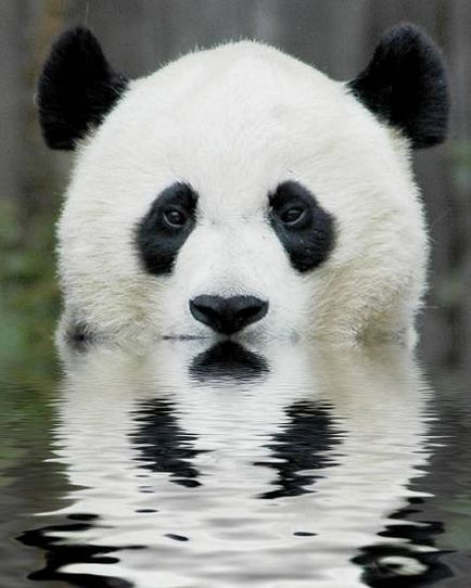 Panda gigant