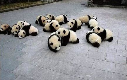 Panda gigant