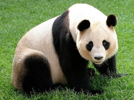 Panda gigant