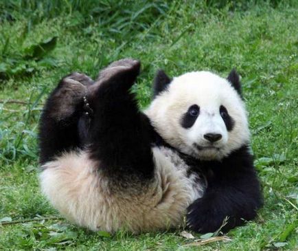 Panda gigant