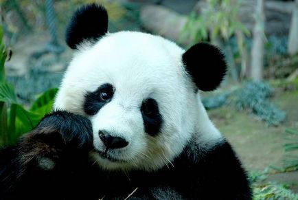 Panda gigant