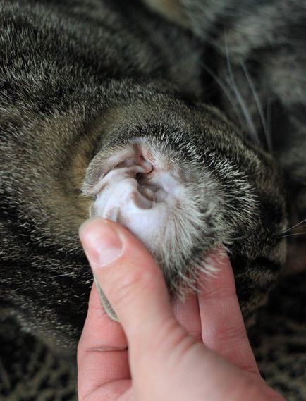 Гігієна вух у кішок