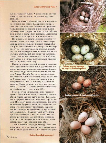 Nests tollas fülű bagoly (skradok) Fészket a madarak, fülesbagoly