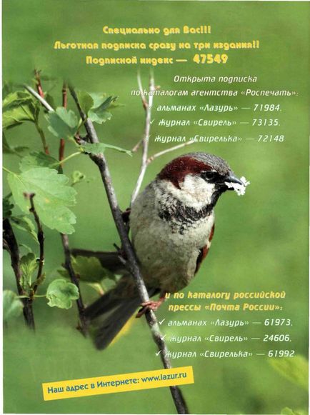 Fészkek a madarak, fülesbagoly (állati) Fészket a madarak, fülesbagoly