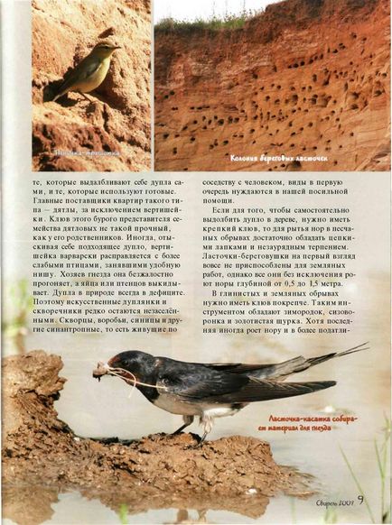 Nests tollas fülű bagoly (kültéri) Fészket a madarak, fülesbagoly
