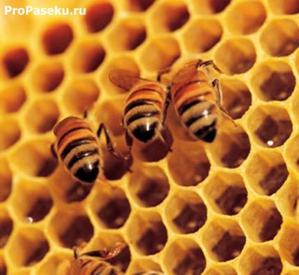 Гніздо бджіл будова і розташування, бджолині стільники, розплід бджіл