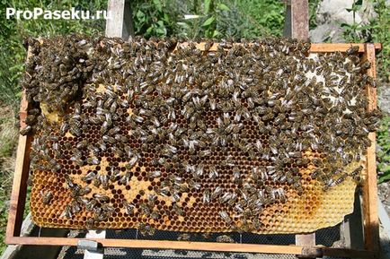 Nest albine structura și locația, faguri de miere, pui de albine