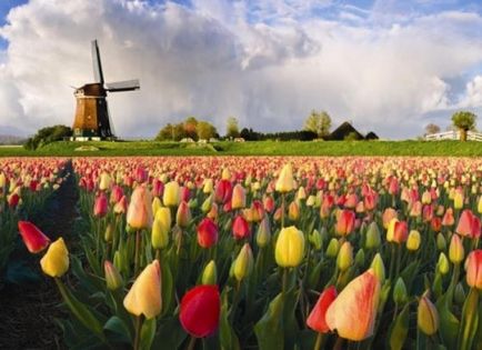 Olanda este o țară a lalelelor