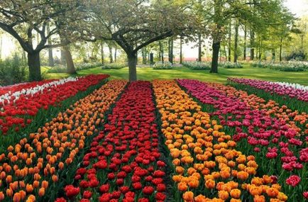 Голландія - країна тюльпанів