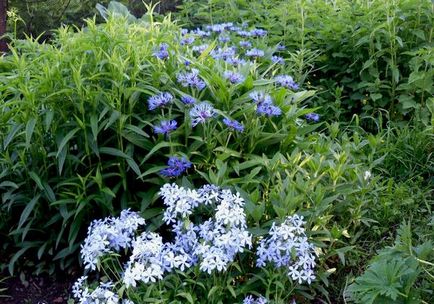Flori albastre și albastre - ideea unei grădini de flori