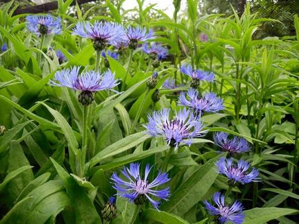 Flori albastre și albastre - ideea unei grădini de flori