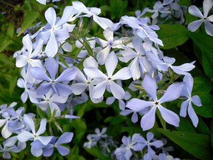 Блакитні і сині квіти - ідеї формування квітника
