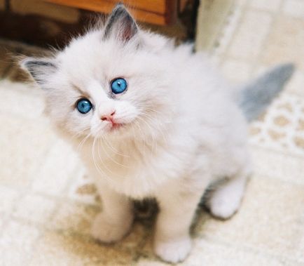 Kék szemű rongybaba macska fajta