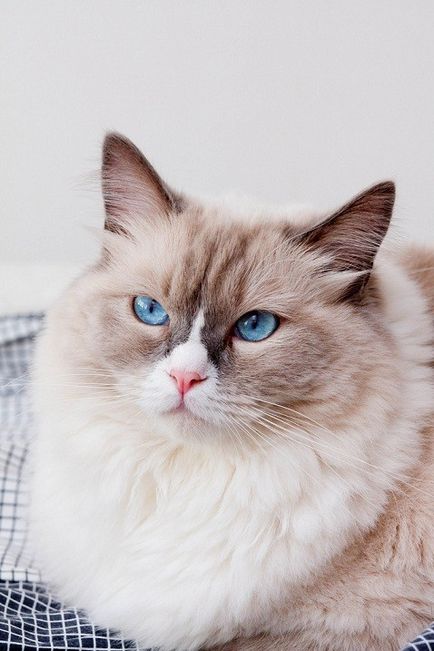 Pisici cu ochi albaștri din rasa ragdoll