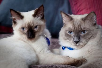 Pisici cu ochi albaștri din rasa ragdoll