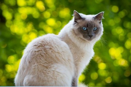 Блакитноокі кішки породи регдолл