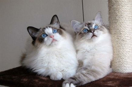 Блакитноокі кішки породи регдолл