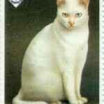 Blue fajta macskák (macska) Kék, macska fajta