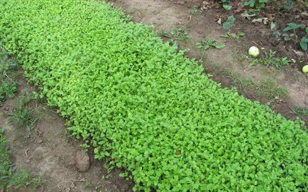 Mustar - îngrășământ verde în ceea ce privește utilizarea, plantarea, cultivarea, aplicarea
