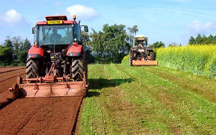 Mustar - îngrășământ verde în ceea ce privește utilizarea, plantarea, cultivarea, aplicarea