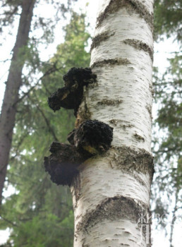 Gomba Chaga használni pikkelysömör kezelésére és vélemények