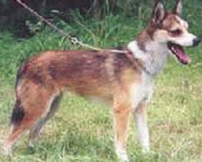 Hopkezhskaya impacare husky - câini de vânătoare