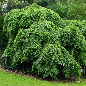 Ilm (elm sau elm tree) - descrierea arborelui, compoziția, proprietățile medicinale, alte utilizări