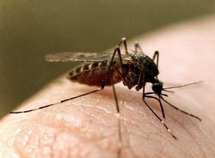 Informații interesante despre țânțarii (4 fotografii)