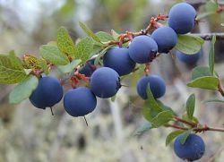 Saskatoon - előnyei és hátrányai