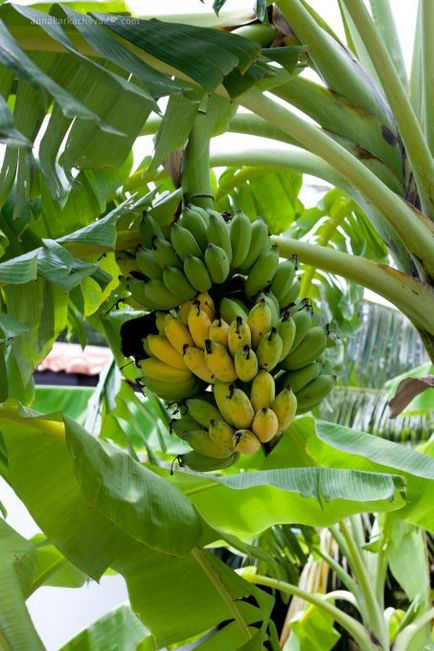 Як швидко дозрівають банани анна каркачева