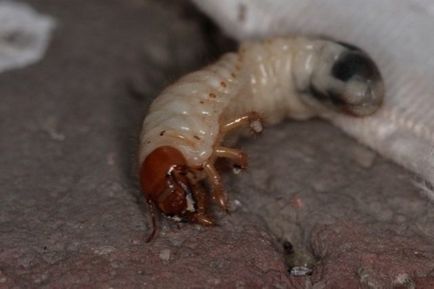 Cum să se ocupe cu colibe - larva gândacului mai