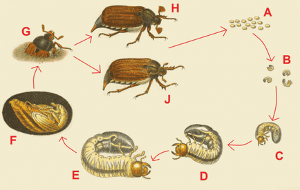 Cum să se ocupe cu colibe - larva gândacului mai