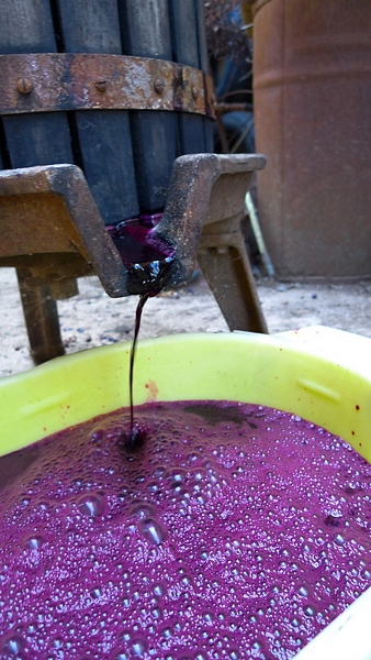 Cum se face vinul moldovenesc (foto), 