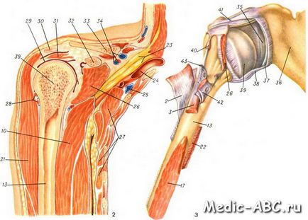Cum să tratați articulațiile umărului