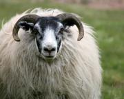 Як мити овечу вовну